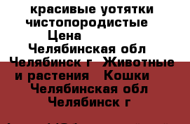 красивые уотятки чистопородистые › Цена ­ 15 000 - Челябинская обл., Челябинск г. Животные и растения » Кошки   . Челябинская обл.,Челябинск г.